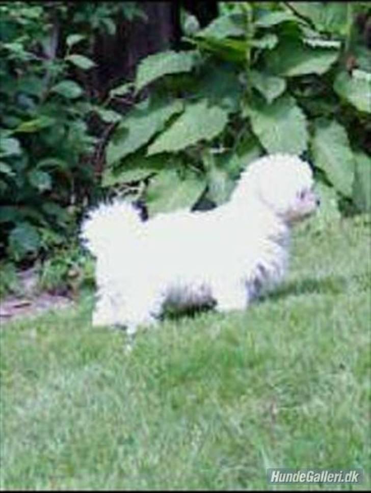 Bichon à poil frisé Choice - 12 uger gammel og allerede SUPERMODEL :D billede 4