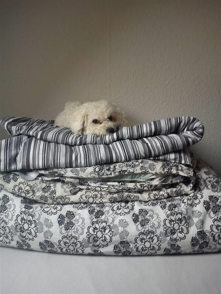 Bichon à poil frisé Choice - Prinsessen på ærten<3 billede 5