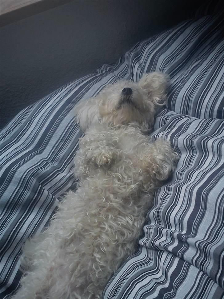 Bichon à poil frisé Choice - Jeg er så magelig.  billede 6