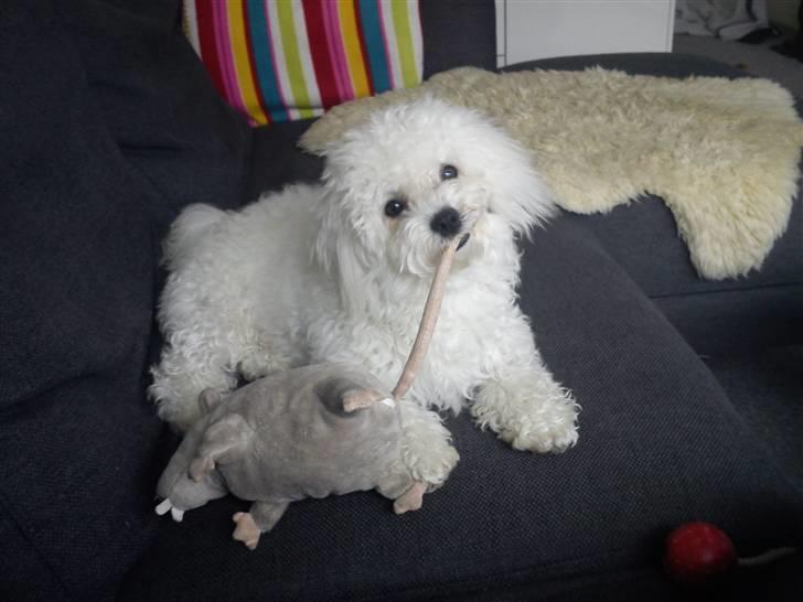 Bichon à poil frisé Choice - Mmh. rotte guf. billede 7