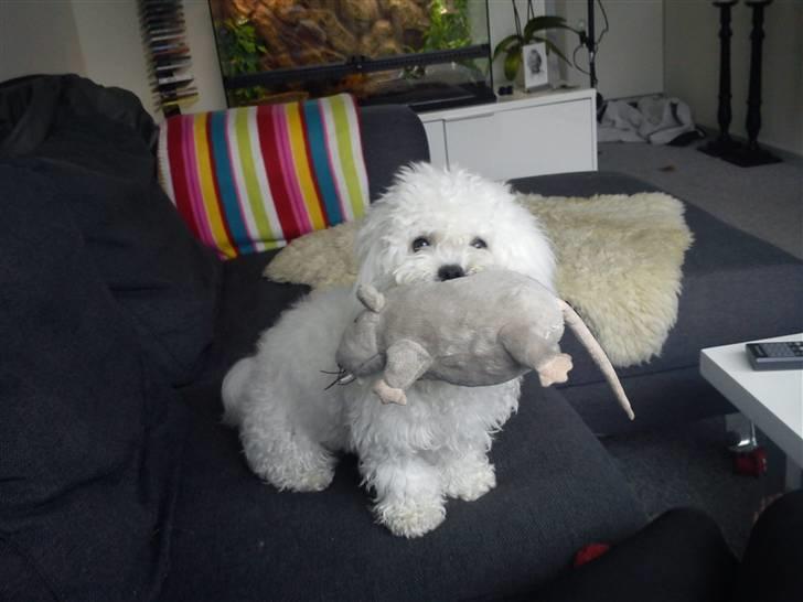 Bichon à poil frisé Choice - FANGET.  billede 8