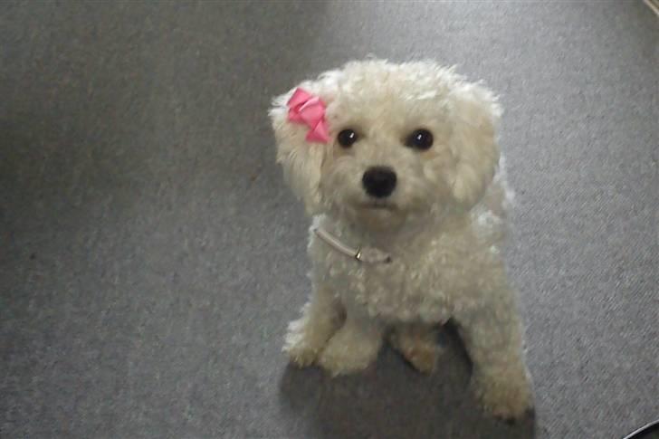 Bichon à poil frisé Choice - Nu med sløjfe :D billede 9