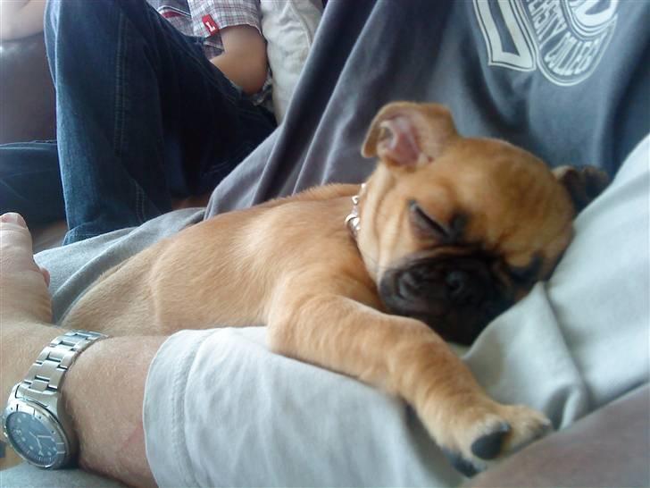 Blanding af racer Piano (mops chihuahua) billede 7