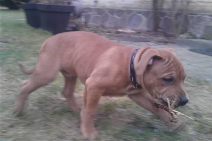 Staffordshire bull terrier Eigil  billede 12