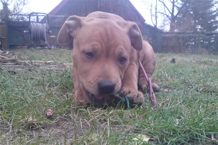 Staffordshire bull terrier Eigil  billede 13