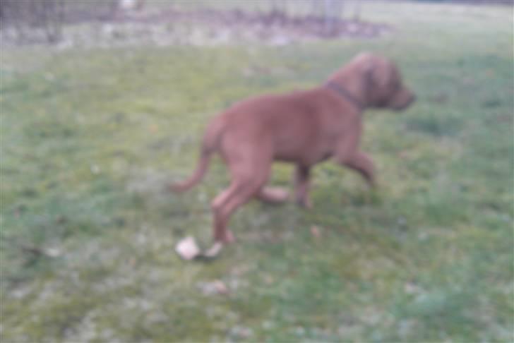 Staffordshire bull terrier Eigil  billede 14