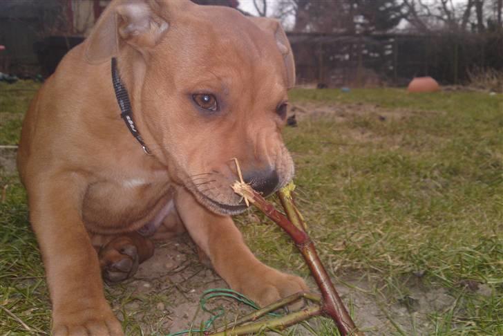 Staffordshire bull terrier Eigil  billede 15