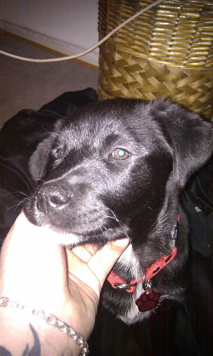 Blanding af racer Coco - Det eneste billede hvor man rigtig kan se hendes ansigt :)  billede 1