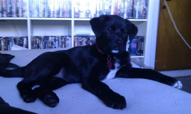 Blanding af racer Coco - Godmorgen Siger hun , må jeg lege nu ?  billede 2