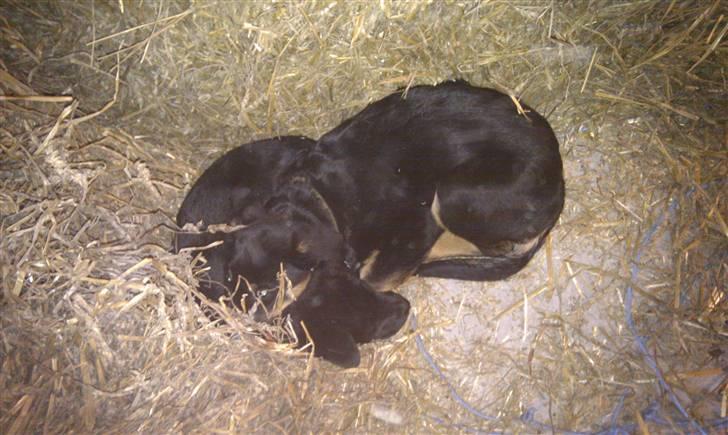 Blanding af racer Coco - Her ligger Coco sammen med sin Bror Diablo i høet. . billede 3