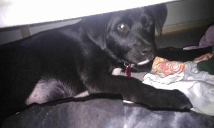 Blanding af racer Coco - Og Gemmer sig under sengen :P glæder mig til hun er så stor at hun ikk kan komm derind mere. :P  billede 4