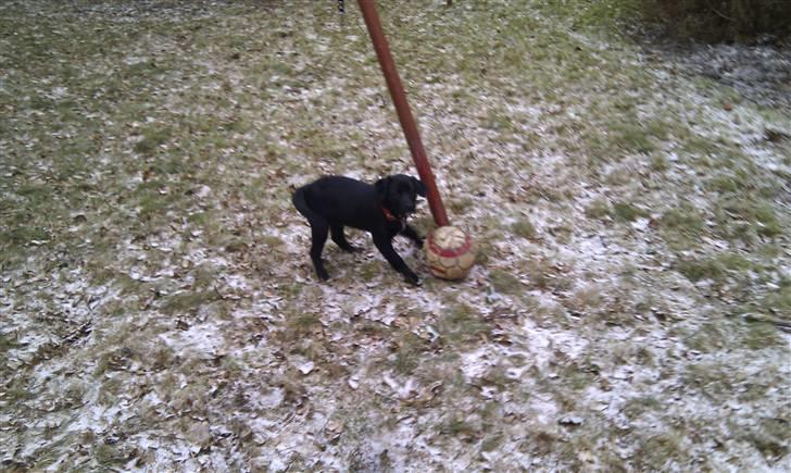 Blanding af racer Coco - Papa´s Prinsesse Spiller fo´bold :P  billede 5