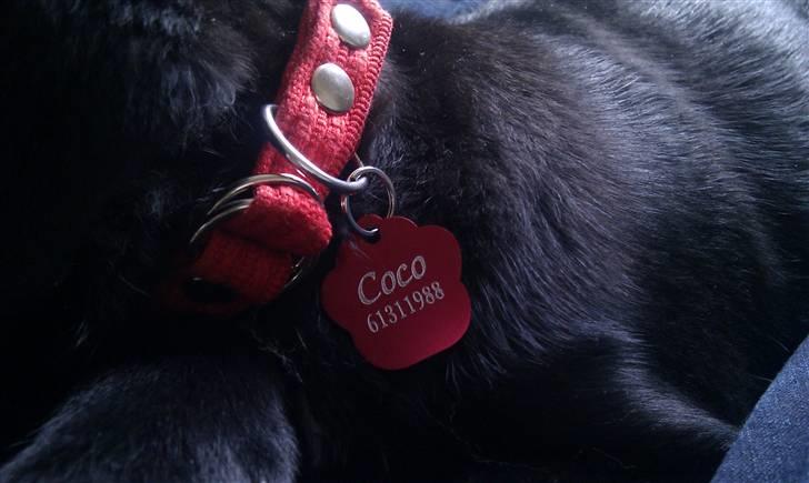 Blanding af racer Coco - Fint Rødt halsbånd med Matchende Tegn :)  billede 6