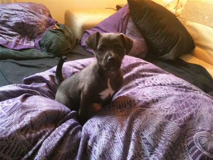 Blanding af racer Lady billede 6