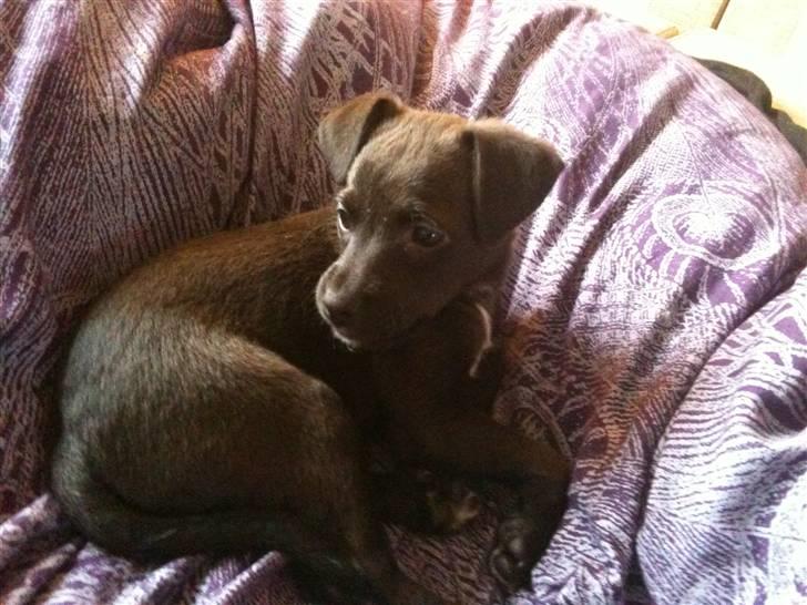 Blanding af racer Lady billede 7