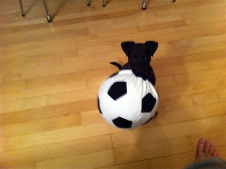 Blanding af racer Lady - Fars og min fodbold :) billede 8