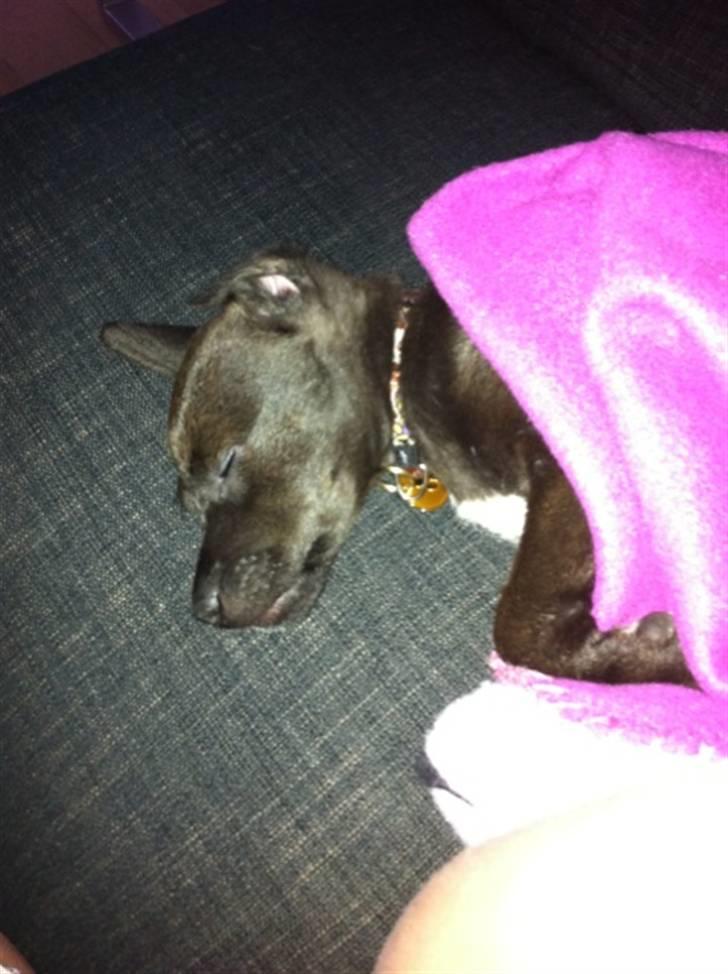 Blanding af racer Lady - Godnat :) billede 9