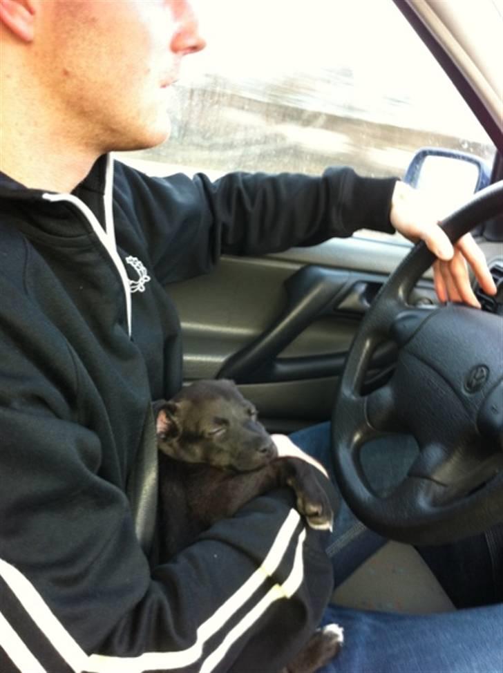 Blanding af racer Lady - På vej hjem fra jylland, godnat ;p billede 10