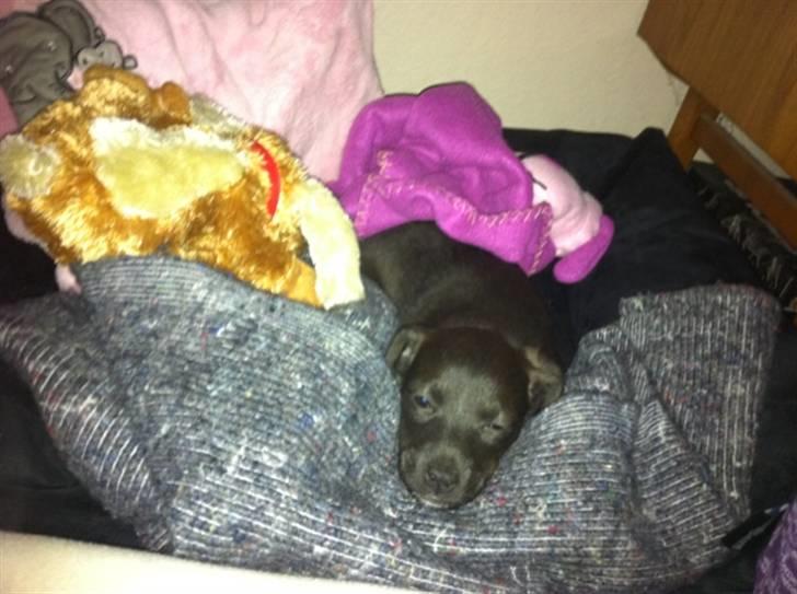 Blanding af racer Lady billede 11