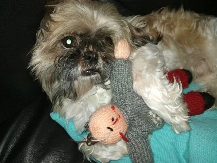 Shih tzu Futte - Han elsker bare nisser om julen ;) billede 13