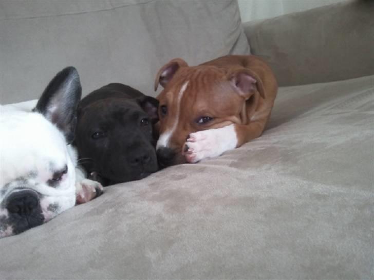 Staffordshire bull terrier Django - ZZZZZZzzzzz orker ikke lige rejse mig :) 14 uger. billede 3