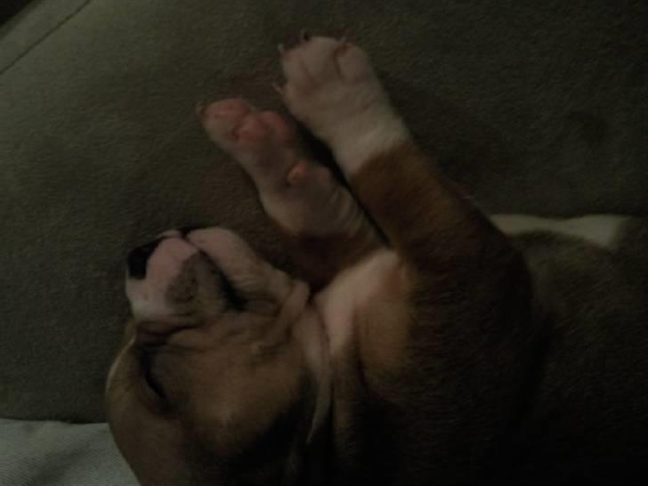 Staffordshire bull terrier Django - ZZzzzz jeg er så træt det er hårdt at have 8 søskende at lege med hele dagen... 8 uger billede 4