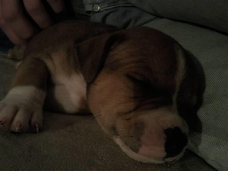 Staffordshire bull terrier Django - ZZZZzzzzzz mmmmm man ligger bare dejligt op ad far <3 8 uger billede 5