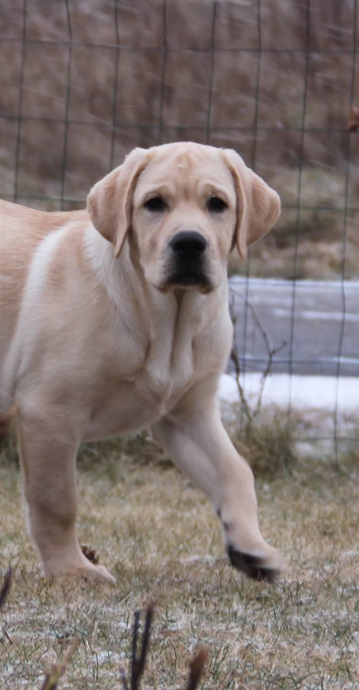 Labrador retriever Posters Yellow Moon (Ramses) - Den 15.02.2011 billede 12