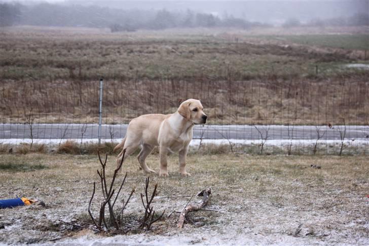 Labrador retriever Posters Yellow Moon (Ramses) - 15.02.2011 billede 13