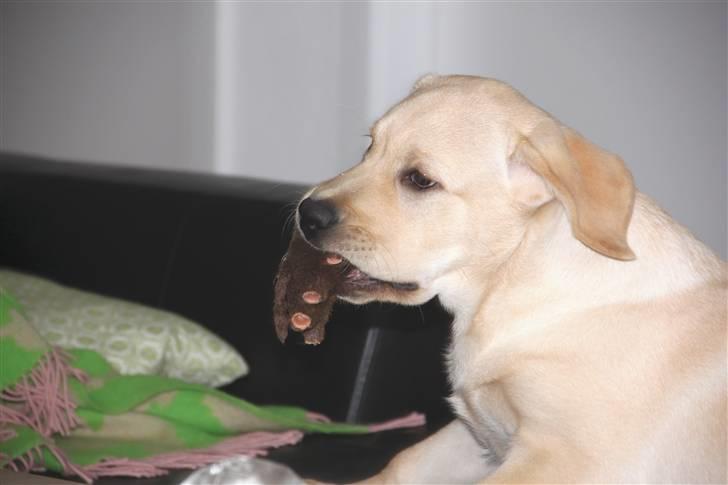 Labrador retriever Posters Yellow Moon (Ramses) - Forpoterne op på sofaen med bamse i munden - nu skal der leges ;) 15.02.2011 billede 14