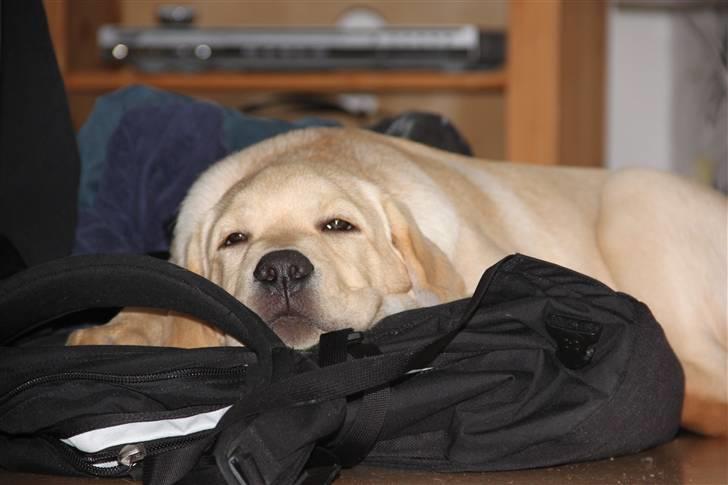 Labrador retriever Posters Yellow Moon (Ramses) - Det hårdt at hjælpe med med flytning af værelse :) 15.02.2011 billede 15