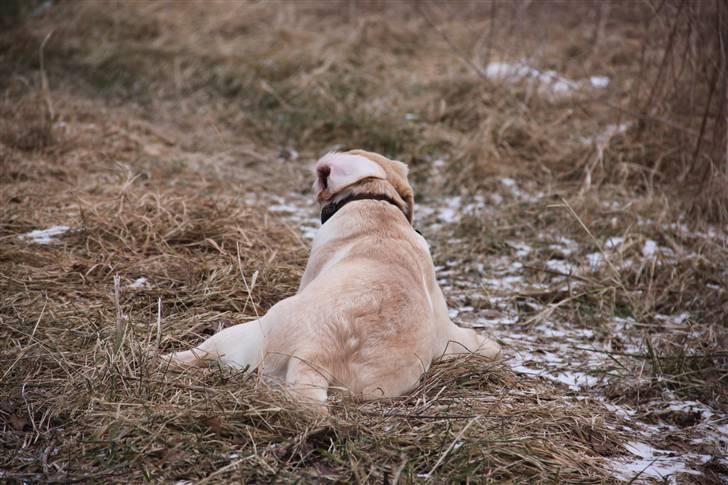 Labrador retriever Posters Yellow Moon (Ramses) - Nyder udsigten :) 15.02.2011 billede 16
