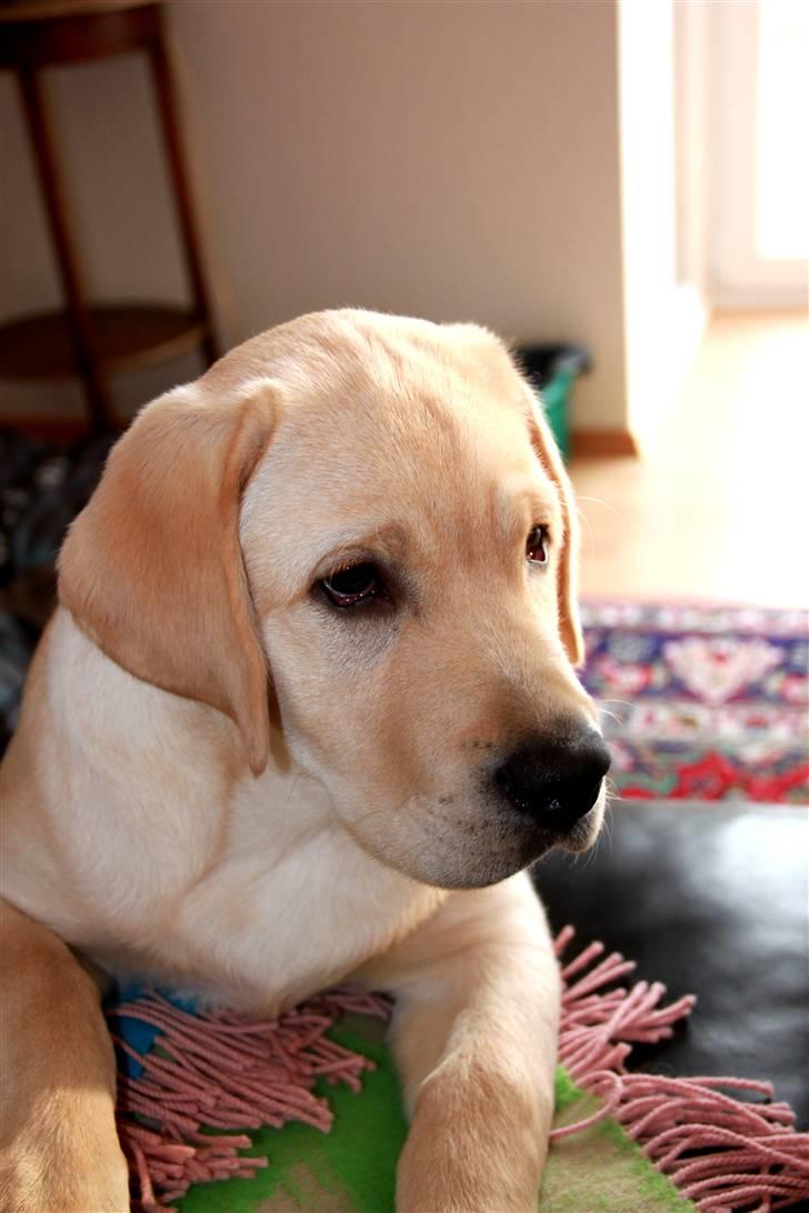 Labrador retriever Posters Yellow Moon (Ramses) - En anden vinkel, smuksak :´) 15.02.2011 billede 17