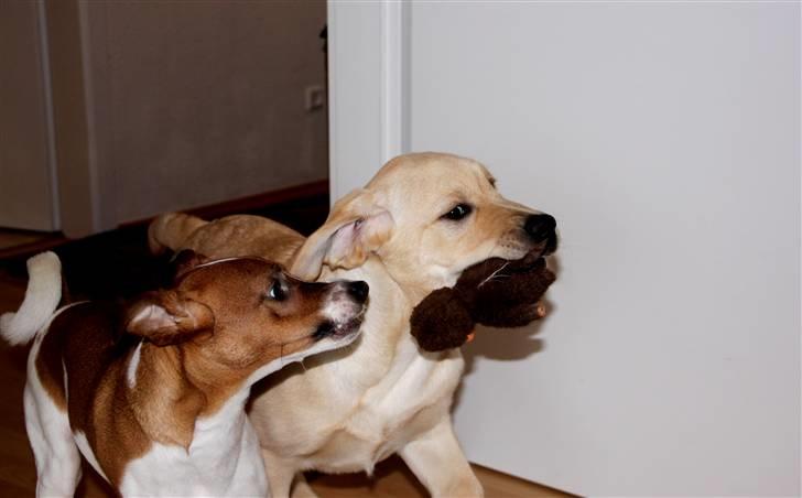 Labrador retriever Posters Yellow Moon (Ramses) - Favorit legen, de skiftes til at have bamsen i munden :p 15.02.2011 billede 18