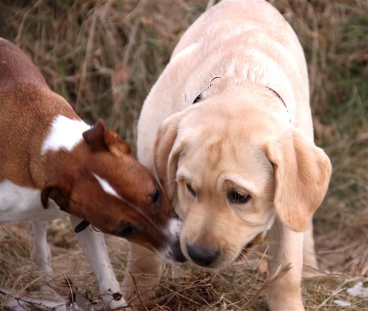 Labrador retriever Posters Yellow Moon (Ramses) - Felix og Ramses, ta´ pinden fra den anden leg :) 15.02.2011 billede 20