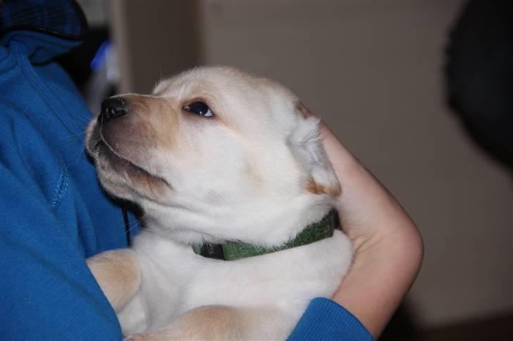 Labrador retriever Posters Yellow Moon (Ramses) - Kærlighed ved første blik <3 5 uger billede 19