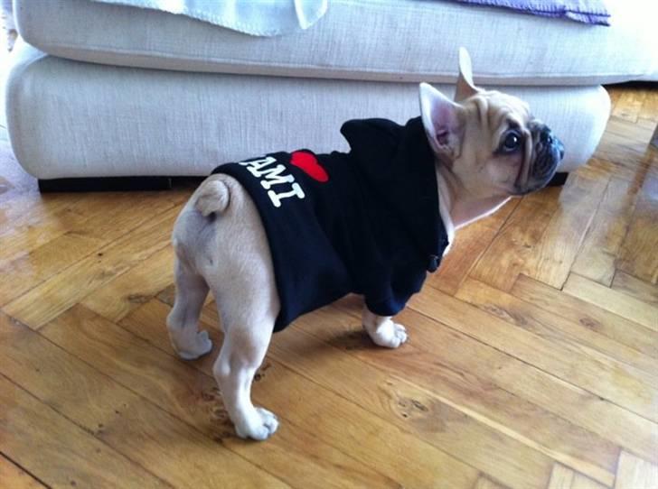 Fransk bulldog Lionel Messi By Ventura billede 1