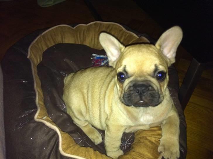 Fransk bulldog Lionel Messi By Ventura billede 2