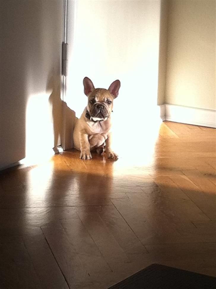 Fransk bulldog Lionel Messi By Ventura billede 3