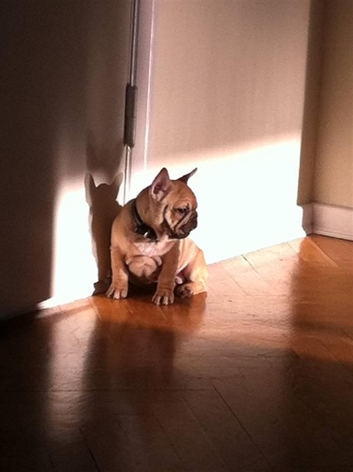 Fransk bulldog Lionel Messi By Ventura billede 4