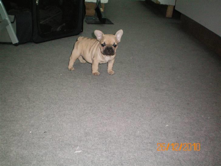 Fransk bulldog Lionel Messi By Ventura billede 5