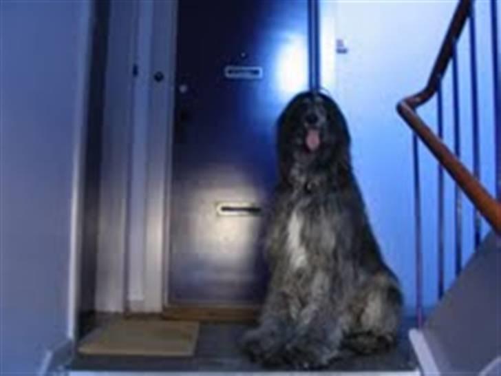 Afghansk mynde Azzurros Vickynodoubt billede 1