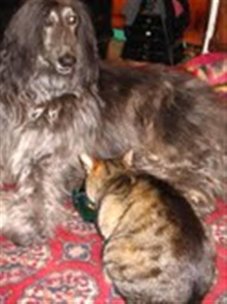 Afghansk mynde Azzurros Vickynodoubt billede 2