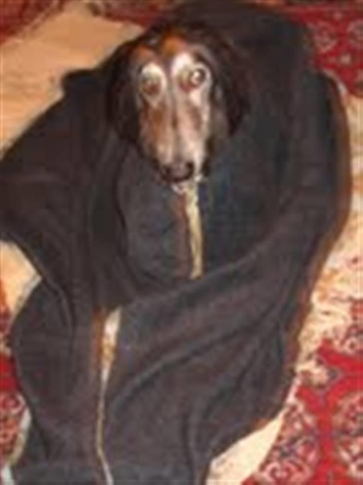 Afghansk mynde Azzurros Vickynodoubt billede 3