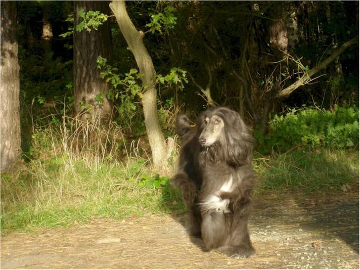 Afghansk mynde Azzurros Vickynodoubt billede 4