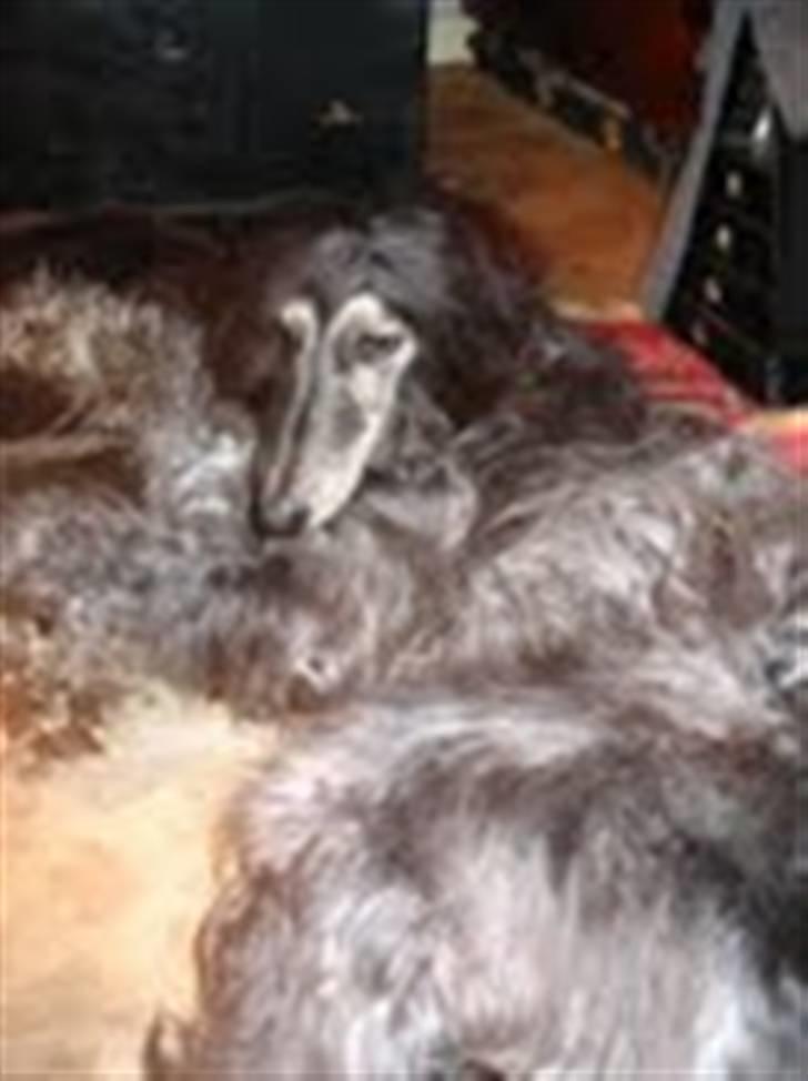 Afghansk mynde Azzurros Vickynodoubt billede 5