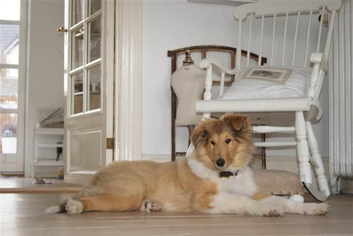 Collie langhåret Kenzo - Gammelt billede!
Kenzo som modele ;-) 
8 mdr.  billede 2