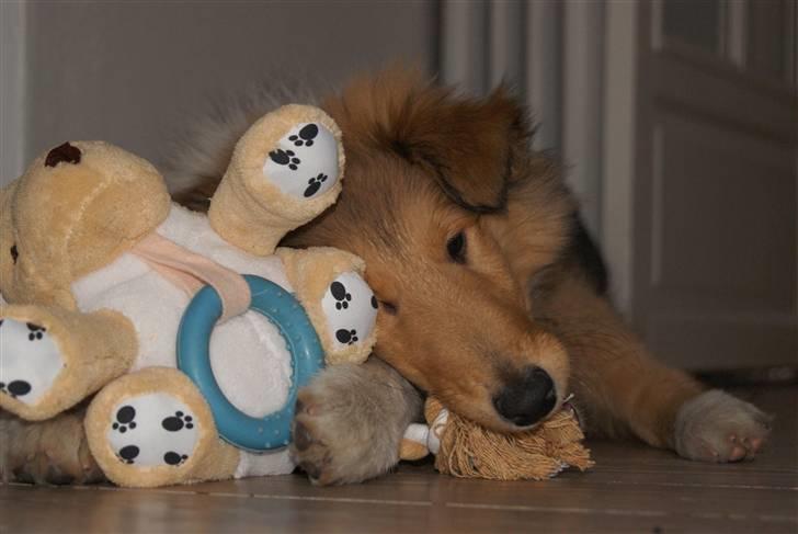 Collie langhåret Kenzo - Gammelt billede!
Kenzo med hans nye bamse.
6 mdr. billede 3