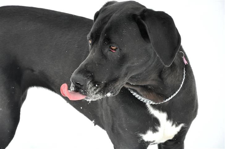 Grand danois Freja billede 18