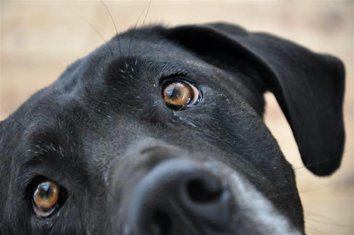 Grand danois Freja billede 19